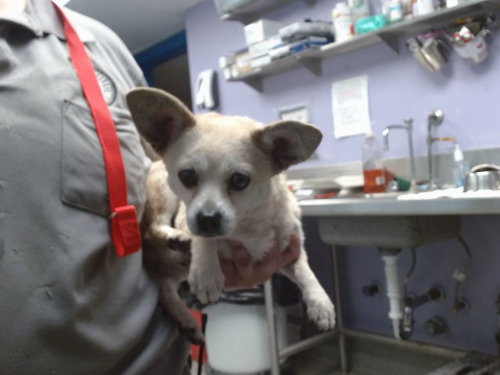 DORITO, a dog for adoption from Albuquerque Animal Services - Westside