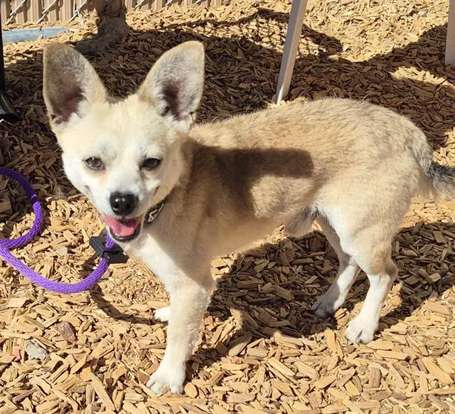 Dorito - Chihuahua