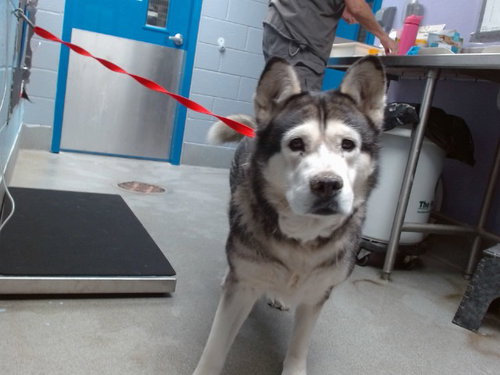 ZOLA, a dog for adoption from Albuquerque Animal Services - Westside