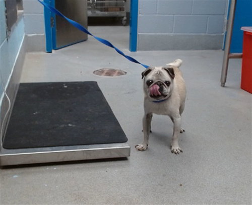 MUGSY, a dog for adoption from Albuquerque Animal Services - Westside