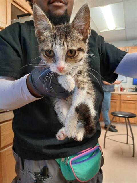 SURPRISE, a cat for adoption from Albuquerque Animal Services - Westside