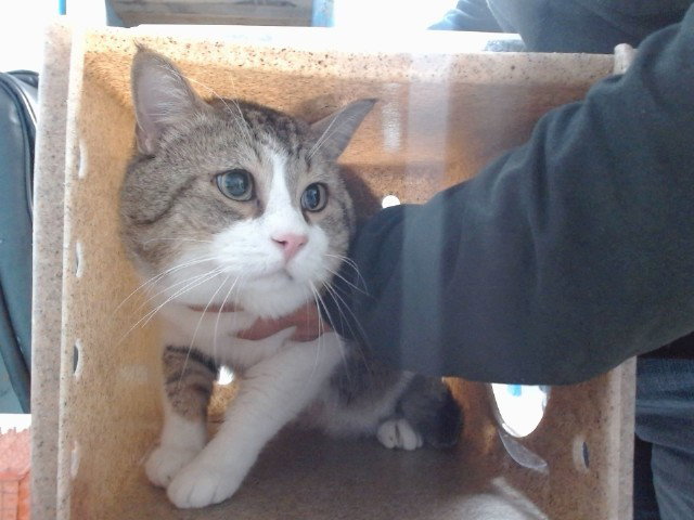 SIMBA