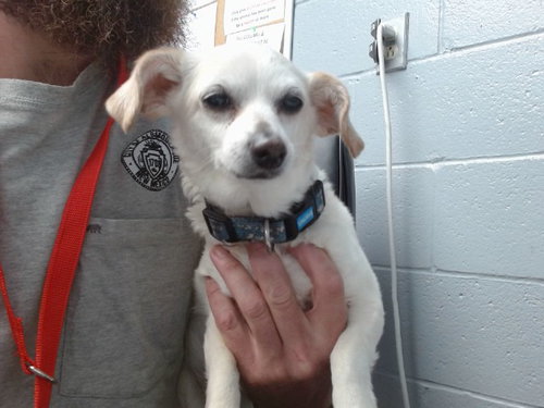 CHLOE, a dog for adoption from Albuquerque Animal Services - Westside