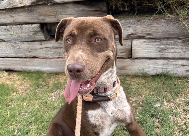 CANELA