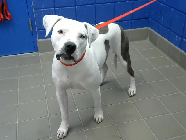 Ella image 1
