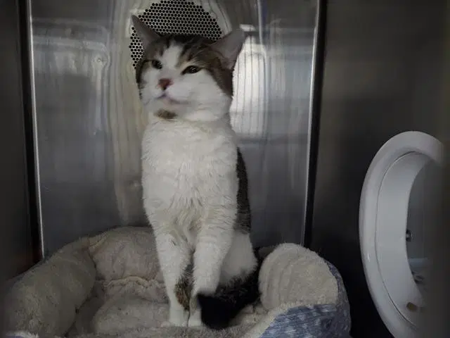 Leonardo - Domestic Short Hair