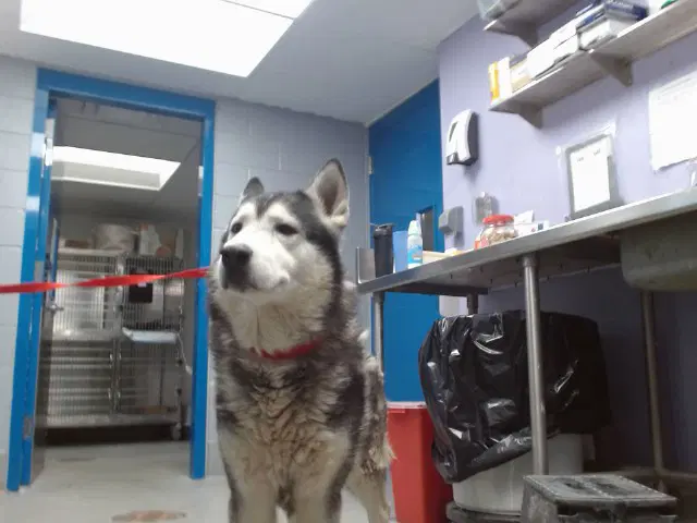 Kylo - Husky