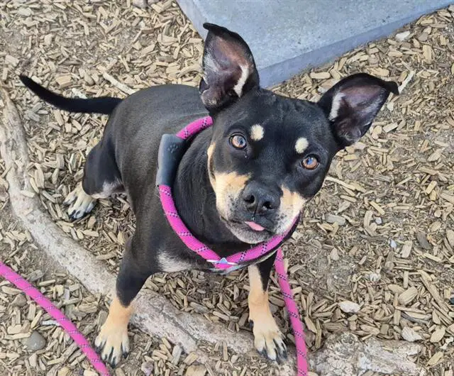 Suzie Q - Miniature Pinscher