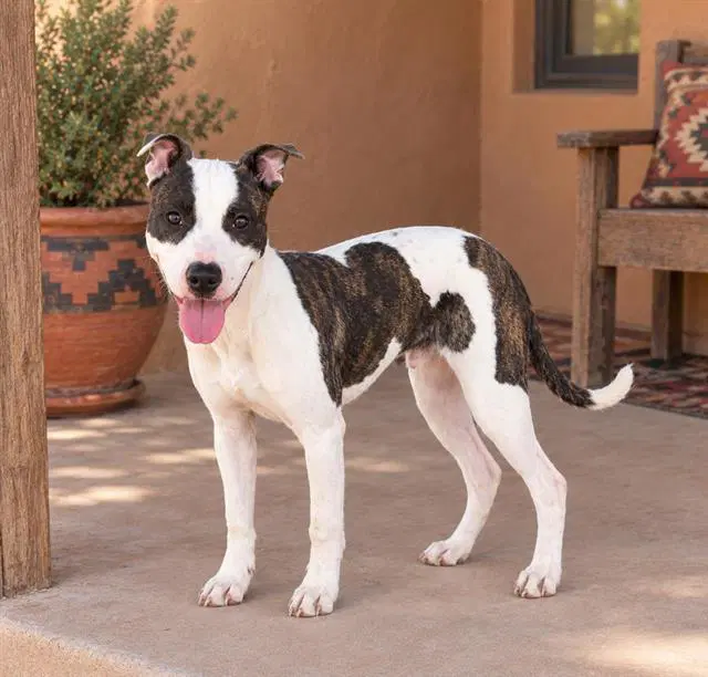 Wish - Pit Bull Terrier