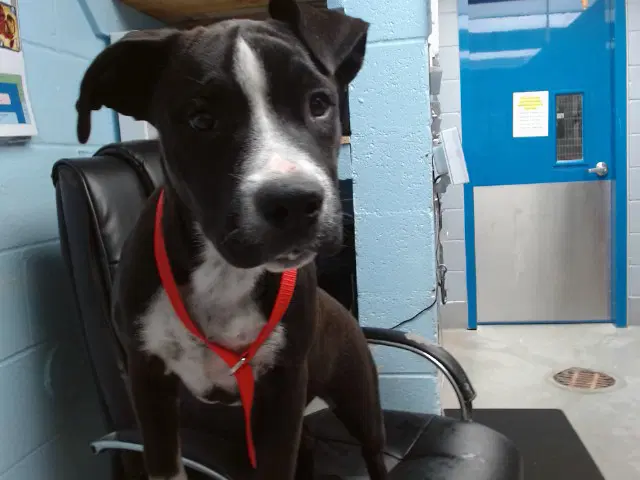 Paula - Pit Bull Terrier