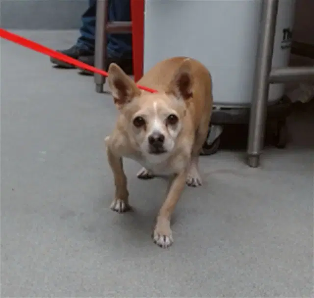 Kobe - Chihuahua