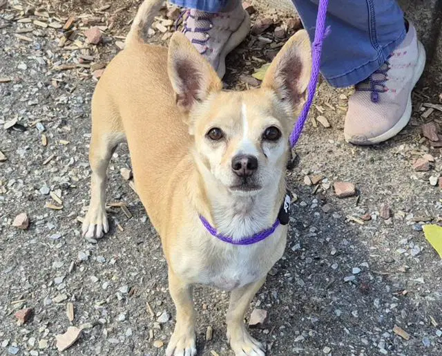 Kobe - Chihuahua