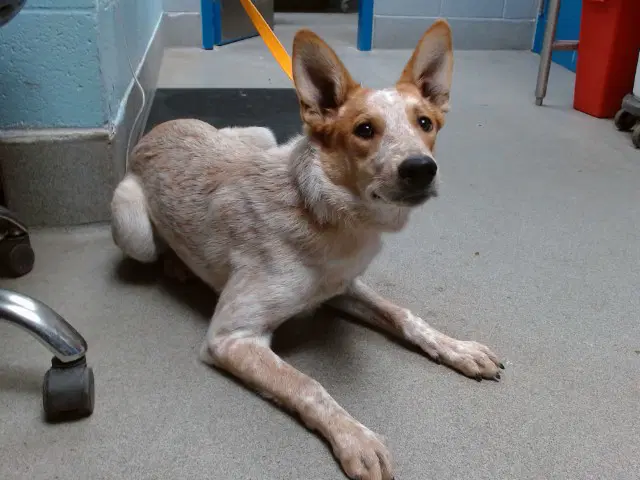 Sunset - Australian Cattle Dog/Blue Heeler
