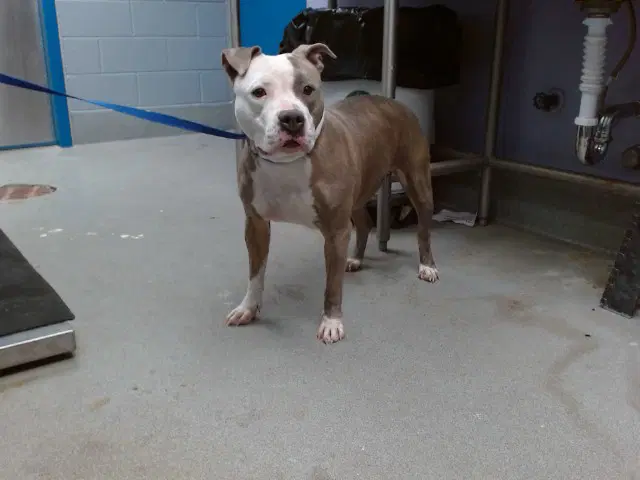 Indigo - American Pit Bull Terrier