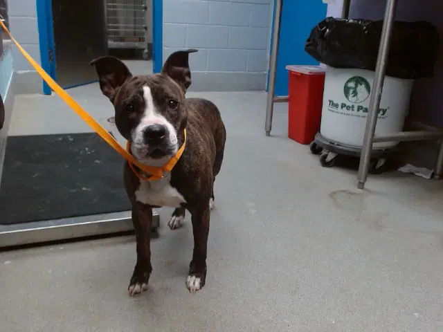 Mystique - American Pit Bull Terrier