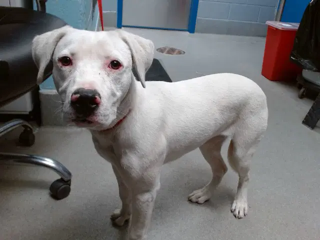 Jaydee - American Pit Bull Terrier