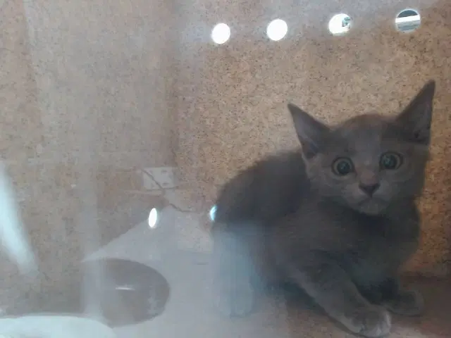 Nibbles - Domestic Short Hair