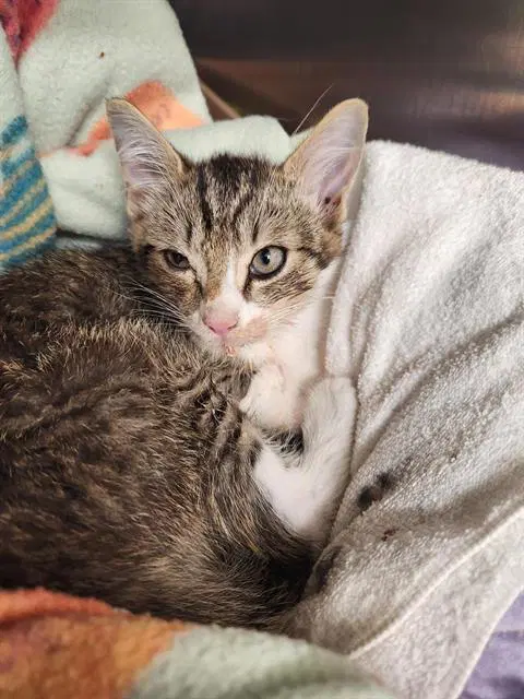 Hope - American Shorthair