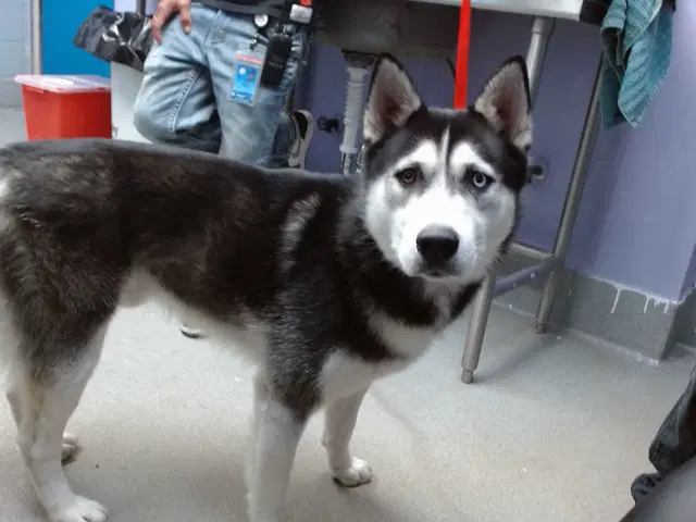 Sol - Husky
