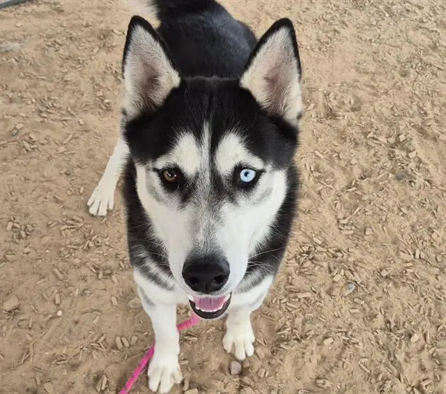 Sol - Husky