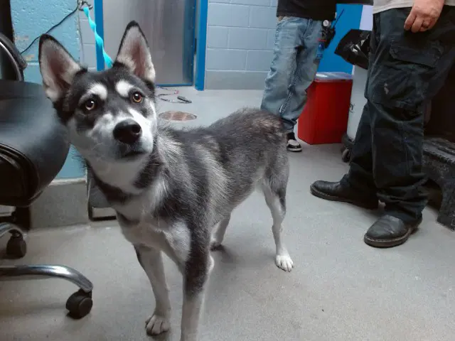 Luna - Husky