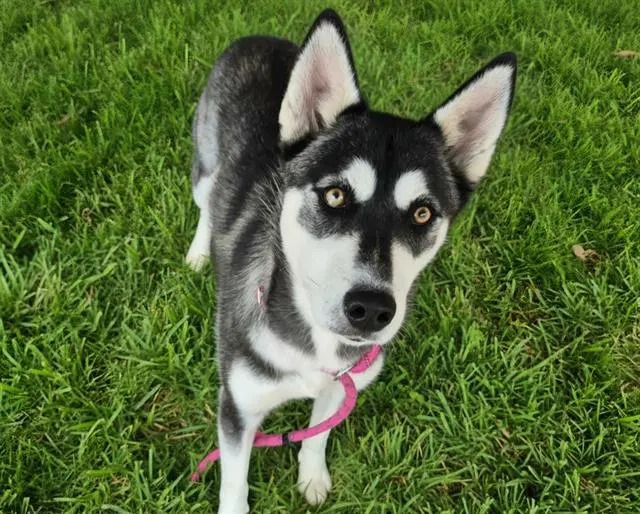 Luna - Husky