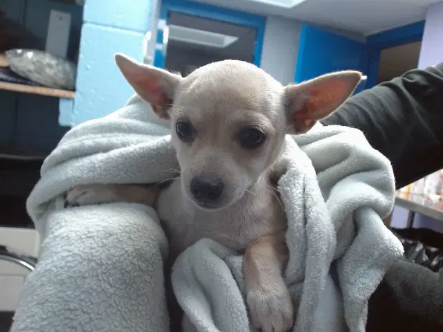 Tank - Chihuahua