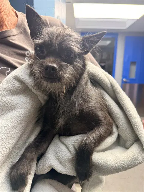 Bullet - Chihuahua