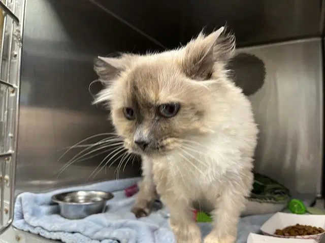 Wendy - Siamese