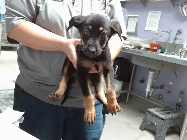 Augie - Australian Cattle Dog/Blue Heeler