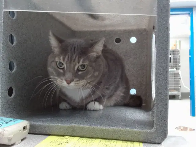 Purciphanie - Domestic Short Hair