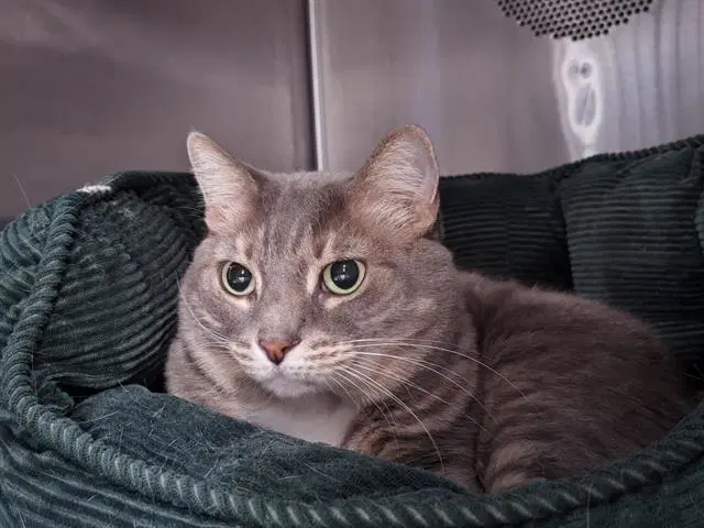 Purciphanie - Domestic Short Hair