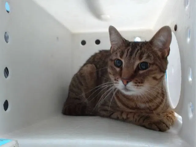 Tigger - Domestic Short Hair