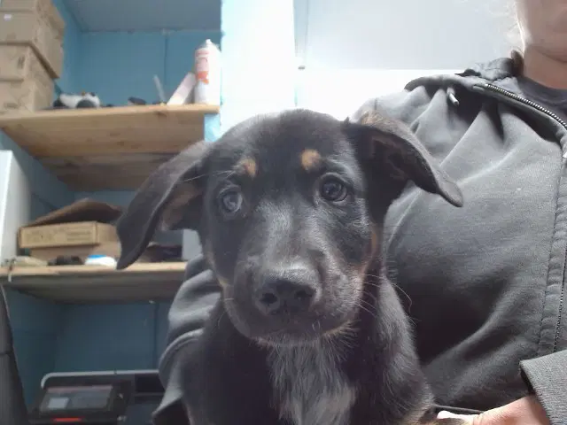 Atticus - German Shepherd Dog