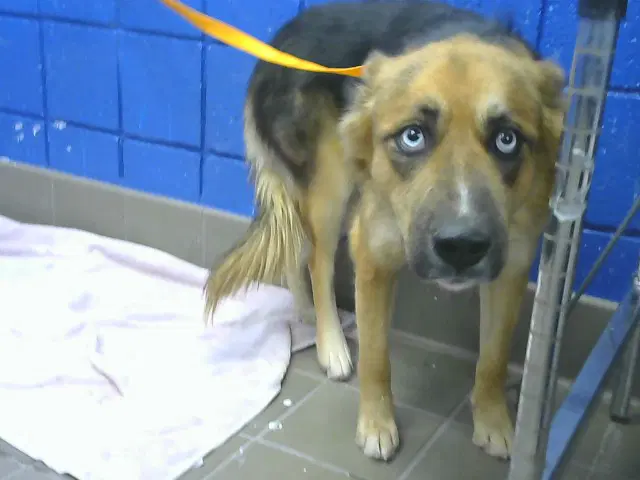 Osa - German Shepherd Dog