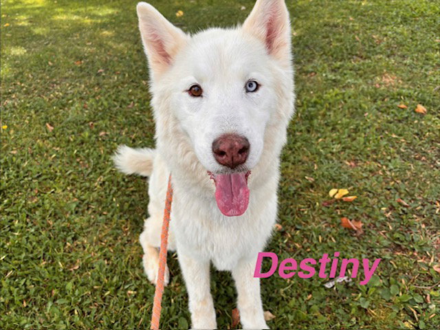 DESTINY