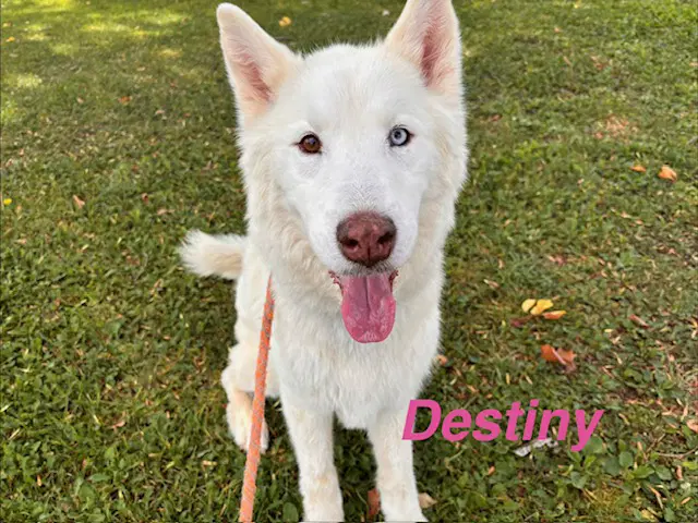 Destiny - Siberian Husky