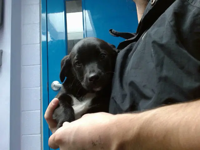 Beetle - Labrador Retriever