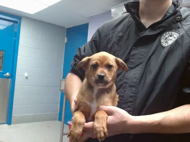 Junebug - Labrador Retriever