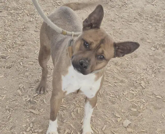 Rosa - American Pit Bull Terrier