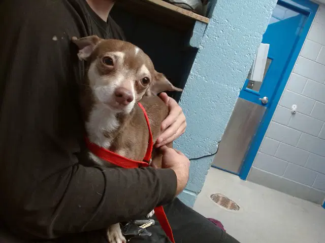 Sharkey - Chihuahua