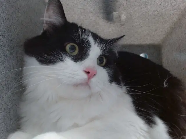 Oliver - Domestic Medium Hair