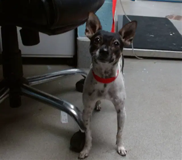 Foxie - Rat Terrier