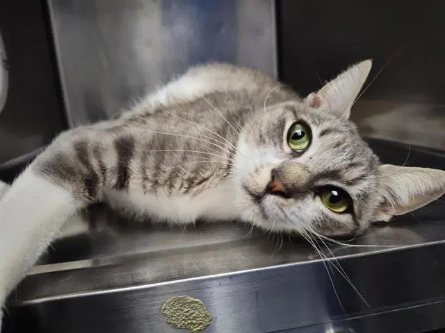 Rosalind - Domestic Short Hair