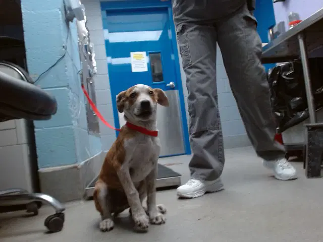 Astro - Australian Cattle Dog/Blue Heeler