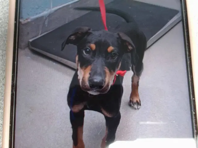 Player - Doberman Pinscher