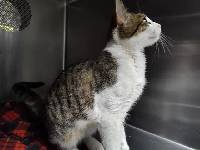 Tea Tree - Domestic Short Hair