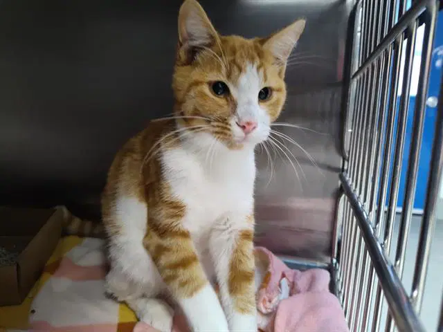 Golden - Domestic Short Hair