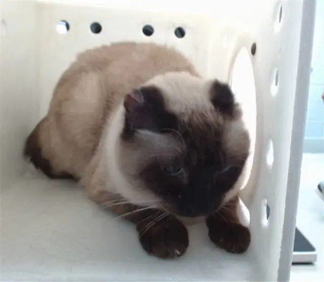 Eclipse - Siamese