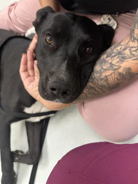 Thunder - American Pit Bull Terrier